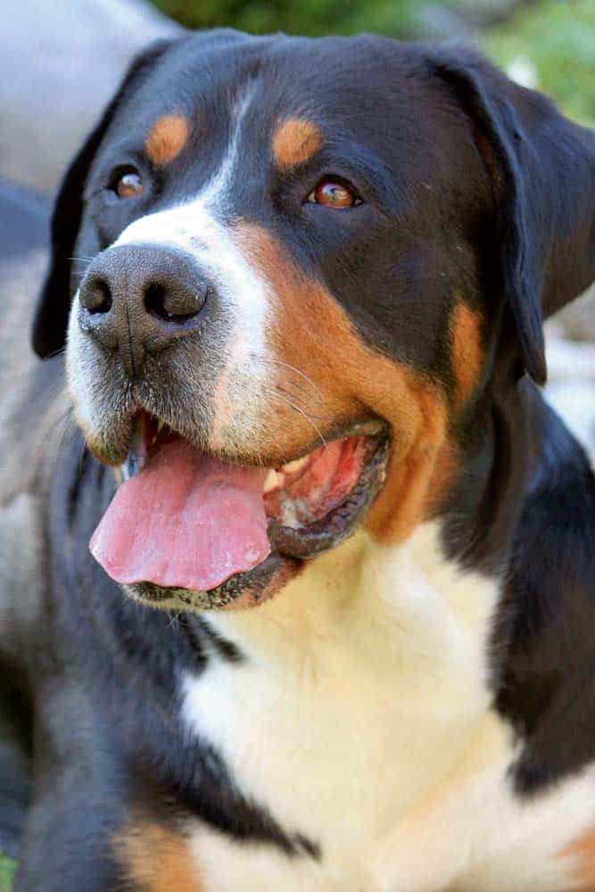 Der große Schweizer Sennenhund – Ein agiler Riese