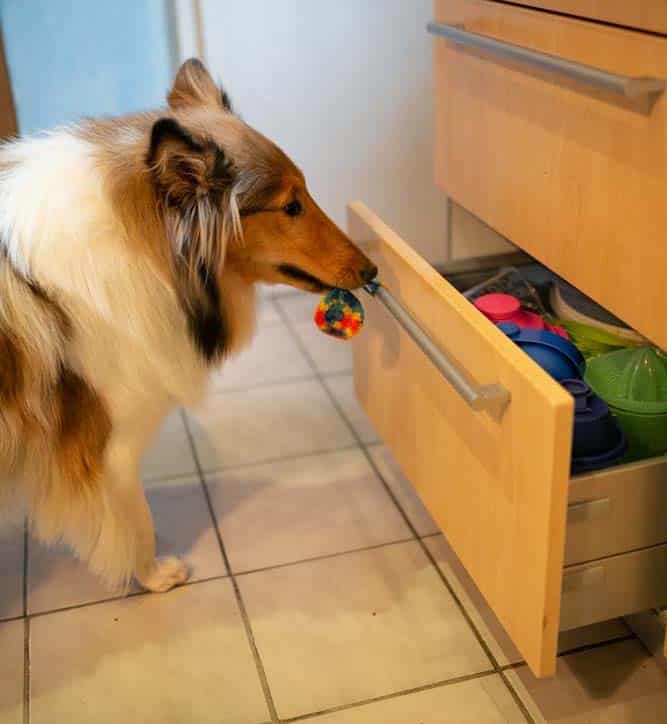 Der kleine Servicehund: Der Hund als Haushaltshelfer