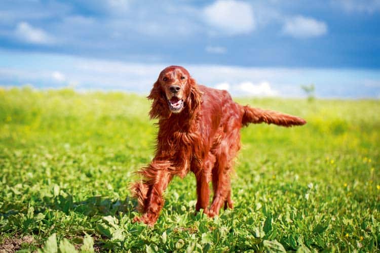 Der Irish Red Setter – Jagdhund mit Herz