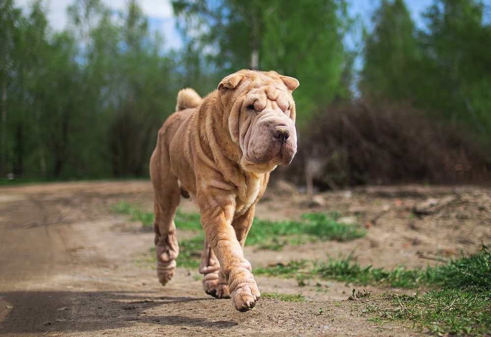 Der Shar Pei – Eine Qualzucht?!