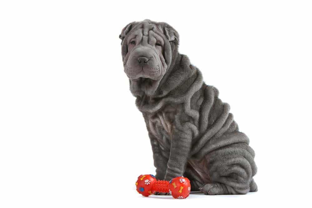 Shar Pei – Der Sandhaut-Hund