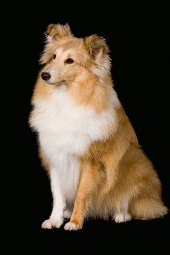 Der Sheltie: Kleiner Wikinger mit großem Herz