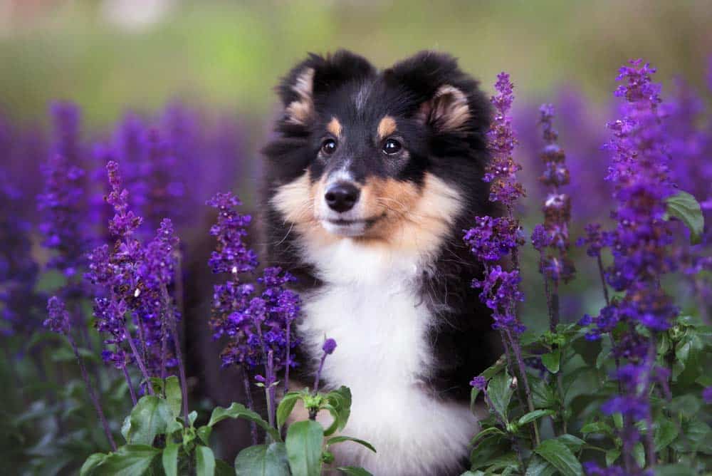 Der Sheltie – Kleiner Wikinger mit großem Herz