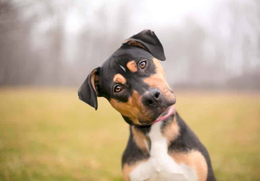 Mit allen Sinnen – Hören: Die faszinierende Sinneswelt der Hunde