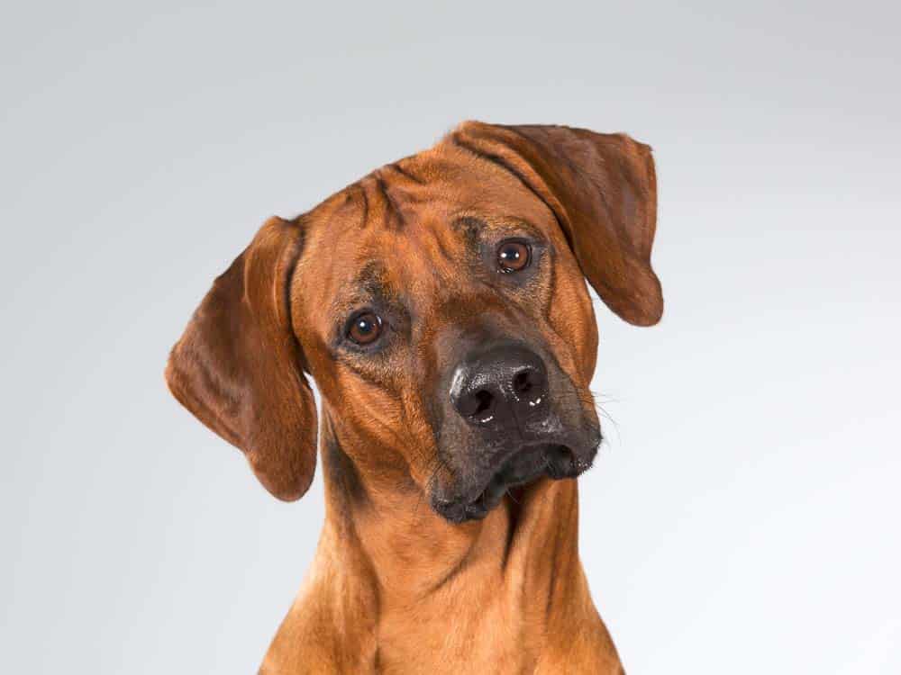 Mit allen Sinnen – Riechen: Die faszinierende Sinneswelt der Hunde