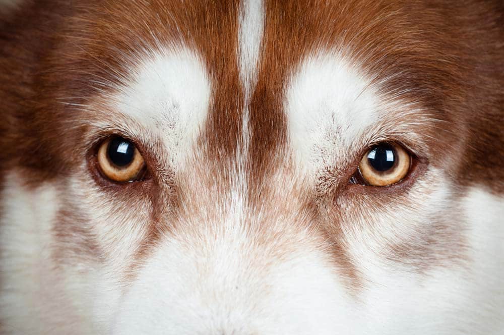 Mit allen Sinnen – Sehen: Die faszinierende Sinneswelt der Hunde