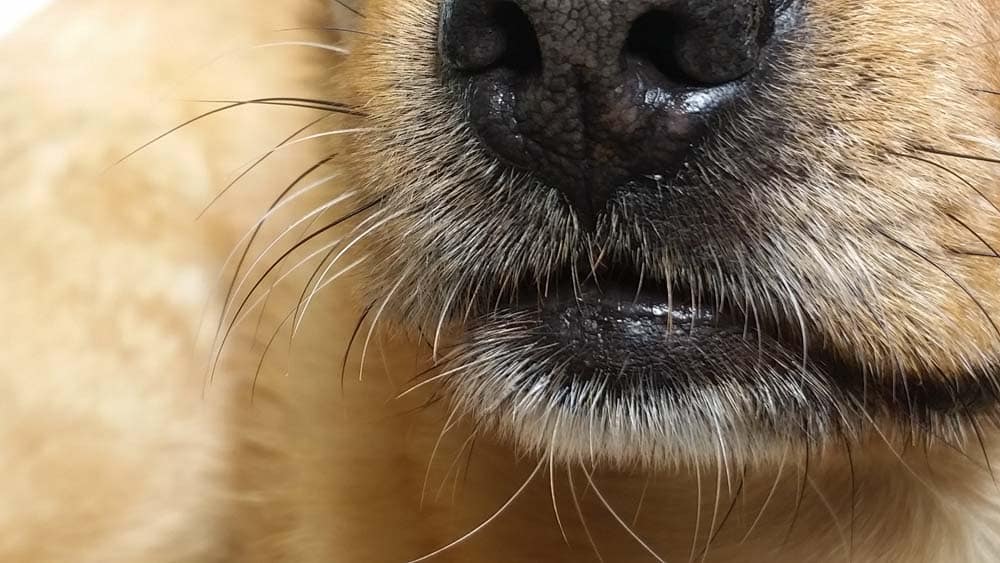 Mit allen Sinnen – Der Tastsinn: Die faszinierende Sinneswelt der Hunde