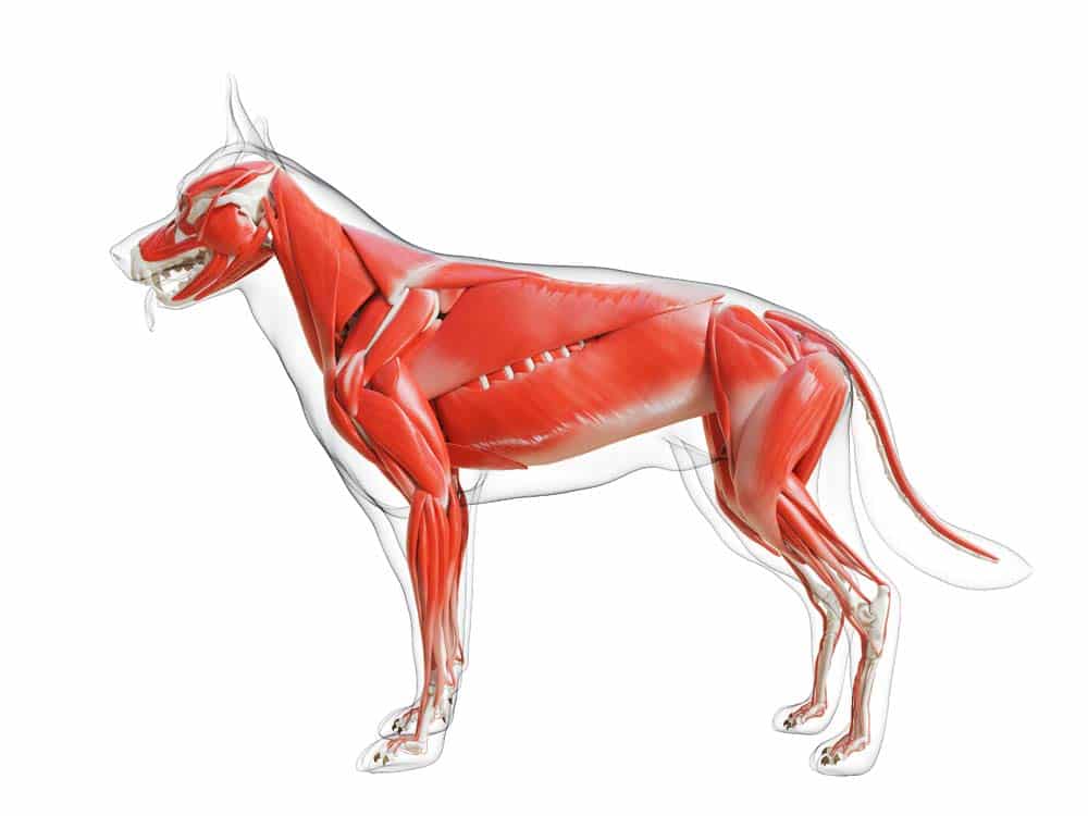 Basiswissen Hunde-Anatomie: Die Skelettmuskulatur