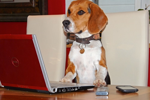 Hier schreibt der Meier! Über Freiheit und Regeln in der Hundeausbildung