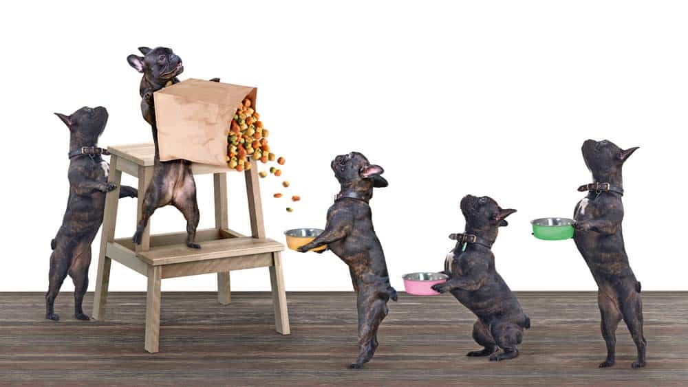 Soziales Verhalten beim Hund