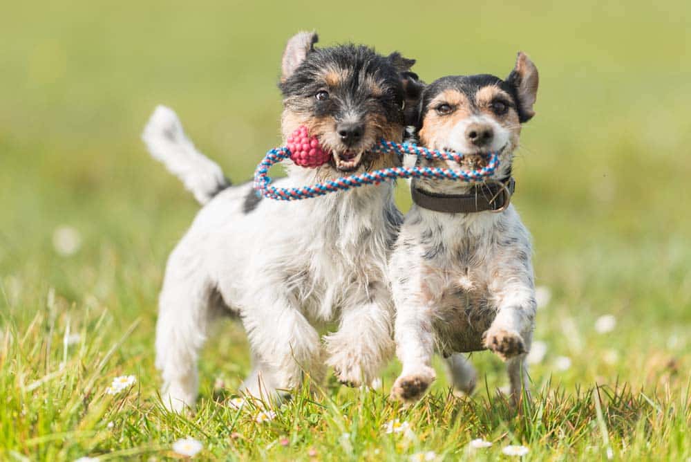Das innerartliche Hundespiel: Hund-Hund-Spiel