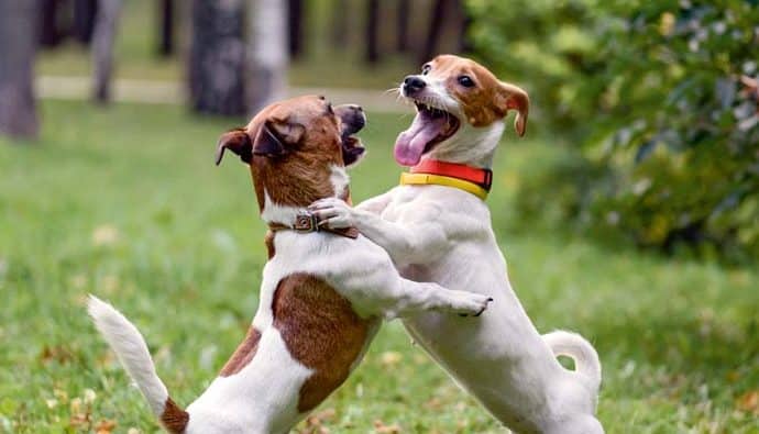 Spielen – Ein Grundbedürfnis des Hundes?