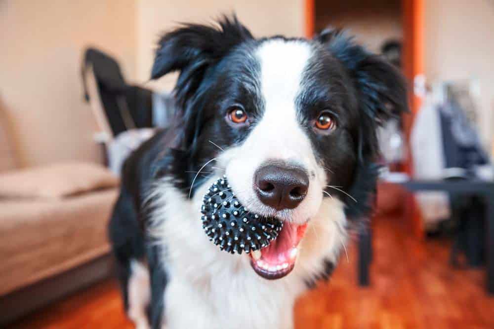 Spielen Hunde? – Der Hund als Spielpartner