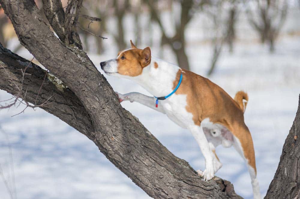 Spürhunde: Schimmel und Parasiten aufgespürt