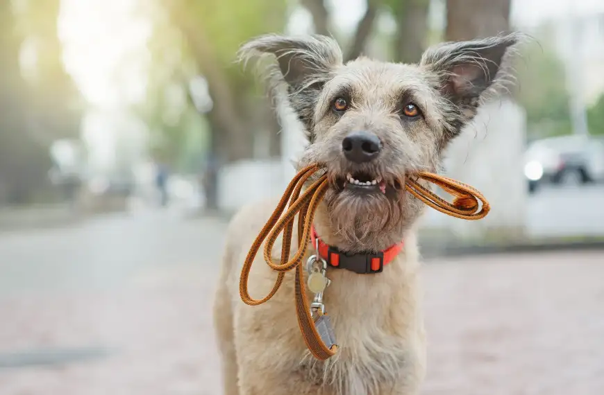Sind »Stadthunde« aggressiver?