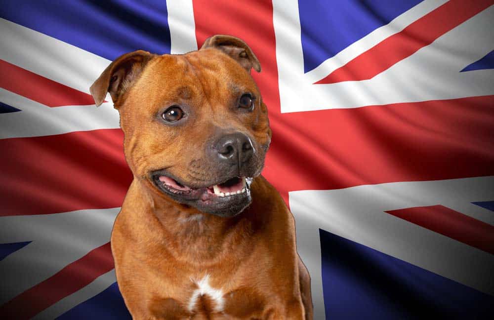Staffordshire Bullterrier: Kinderliebes Kraftpaket