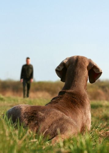 Studie: Hundetrainer-Typen Zwischen Wunsch und Wirklichkeit