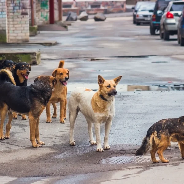 Das geheime Leben der Straßenhunde