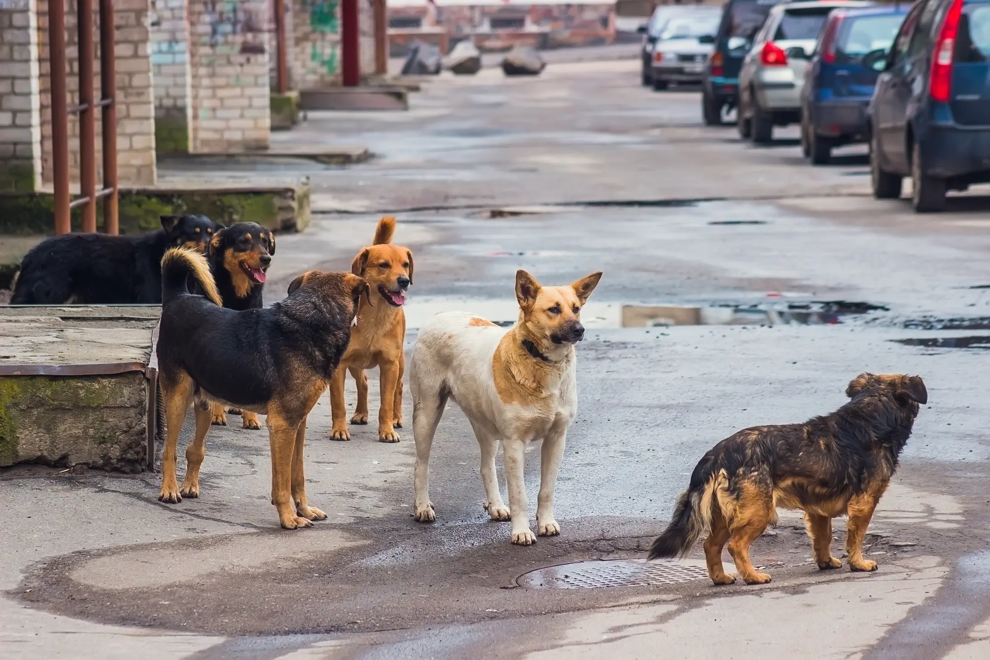 Das geheime Leben der Straßenhunde