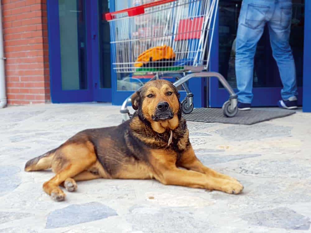 Straßenhunde – Muss jeder „gerettet“ werden?