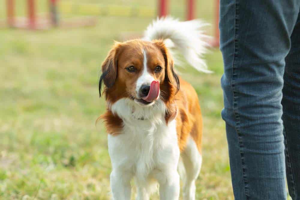 Stress und Lernen: Den Hund richtig lesen können