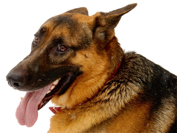 Stress beim Hund: Reaktionstypen und Stressfolgen