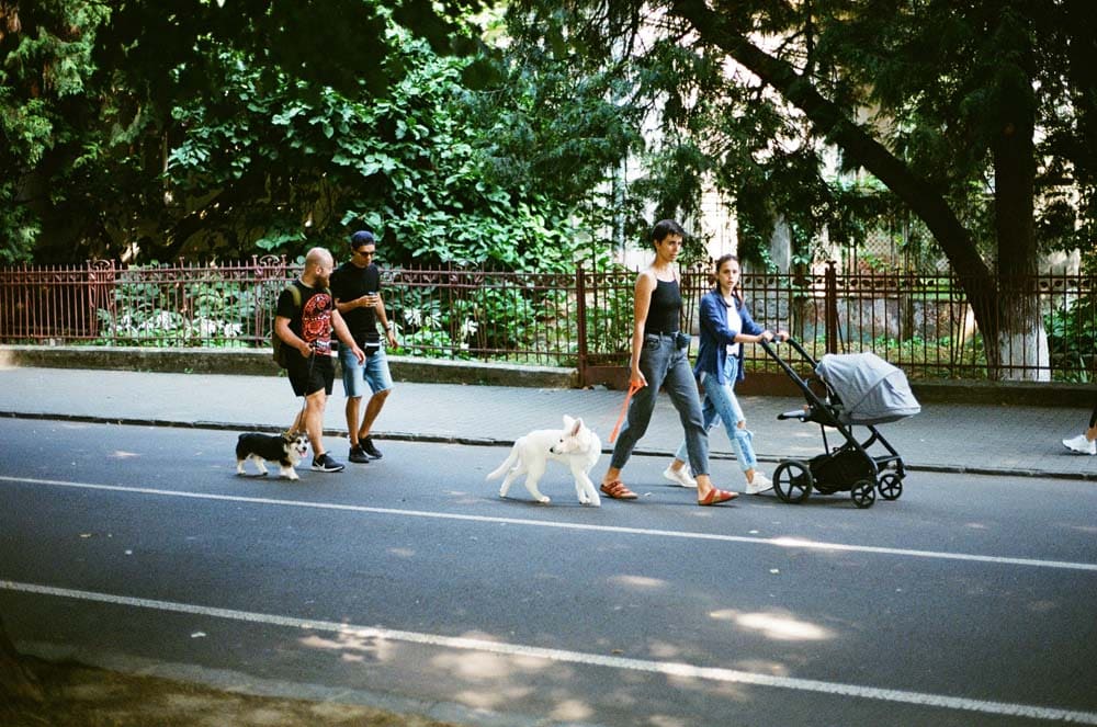 Stressfreie Hundebegegnungen: Tipps für entspannte Spaziergänge mit Ihrem Hund