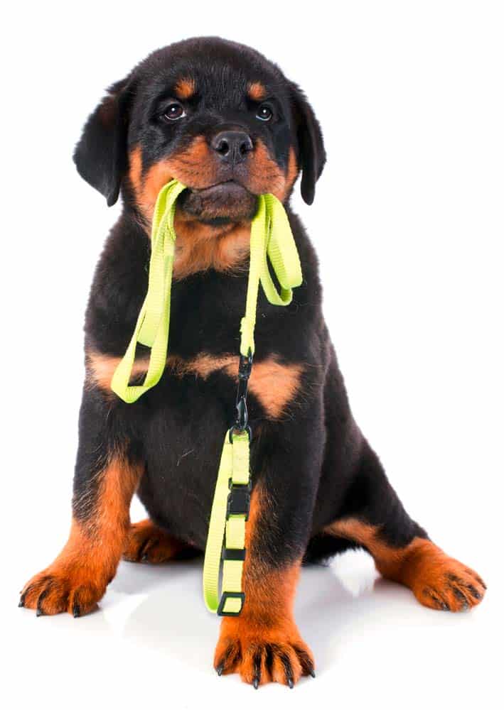 Gemeinsam sind (wären) wir stark! Loyalität unter Hundehaltern