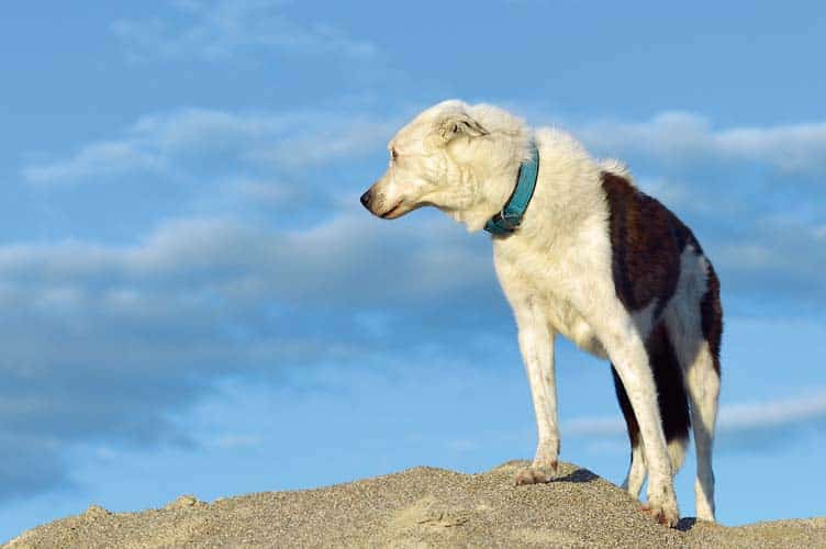 Gibt es Autismus bei Hunden? – Der Canis autisticus 2.0