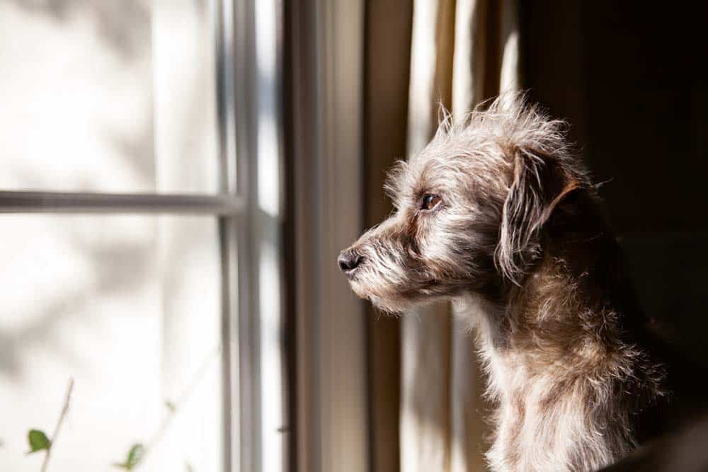 Die posttraumatische Belastungsstörung beim Hund
