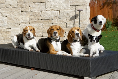 Der Canis pluralis – Gemeinsam sind wir unausstehlich – Mehrhundehaltung, oder doch nur die Haltung mehrerer Hunde?