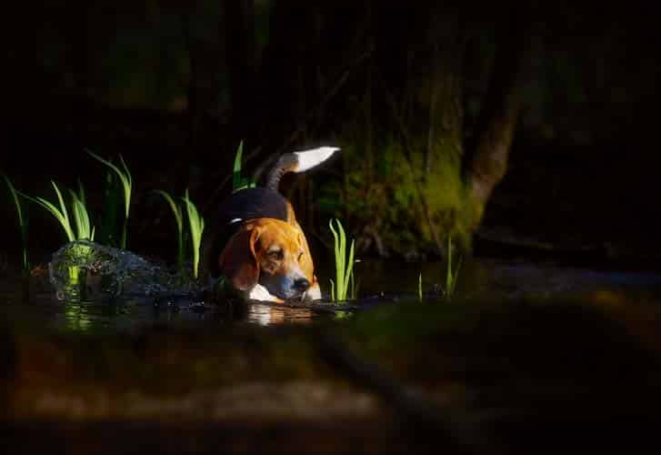 Meier hat Rücken … – Bandscheibenvorfälle bei Hunden