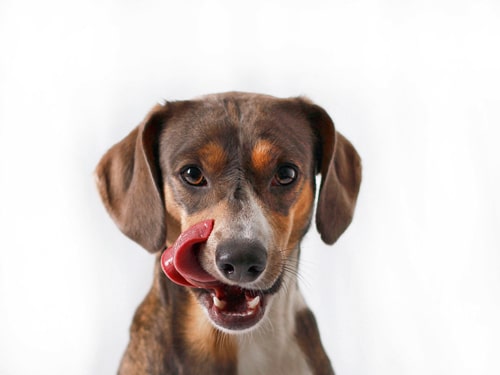 Auch der Hund ist, was er i(s)st
