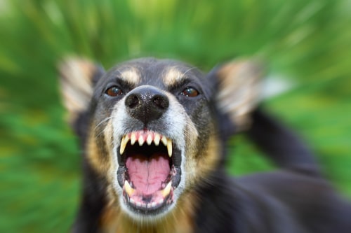 Aggression ist Kommunikation