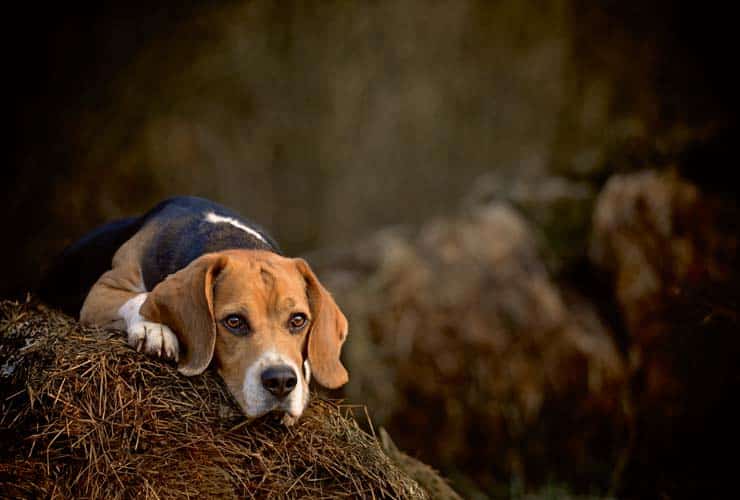 Und wer bist du? – Über die Persönlichkeiten von Hunden