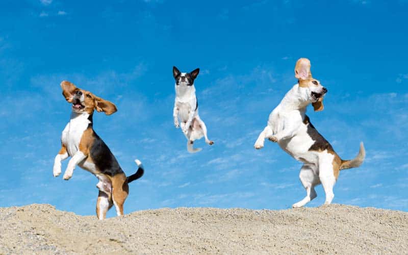 Warum habe ich eigentlich Hunde? Gute Frage …