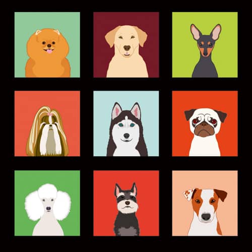 Die Fellfarben des Hundes – Relevant für Gesundheit und Verhalten