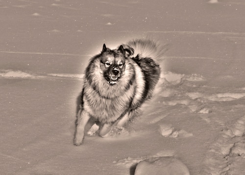 Ein Knabe und sein Wolfsspitz – Im Dezember 1947
