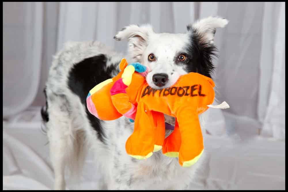 Begabte Hunde: Talent-Entwicklung bei Hunden