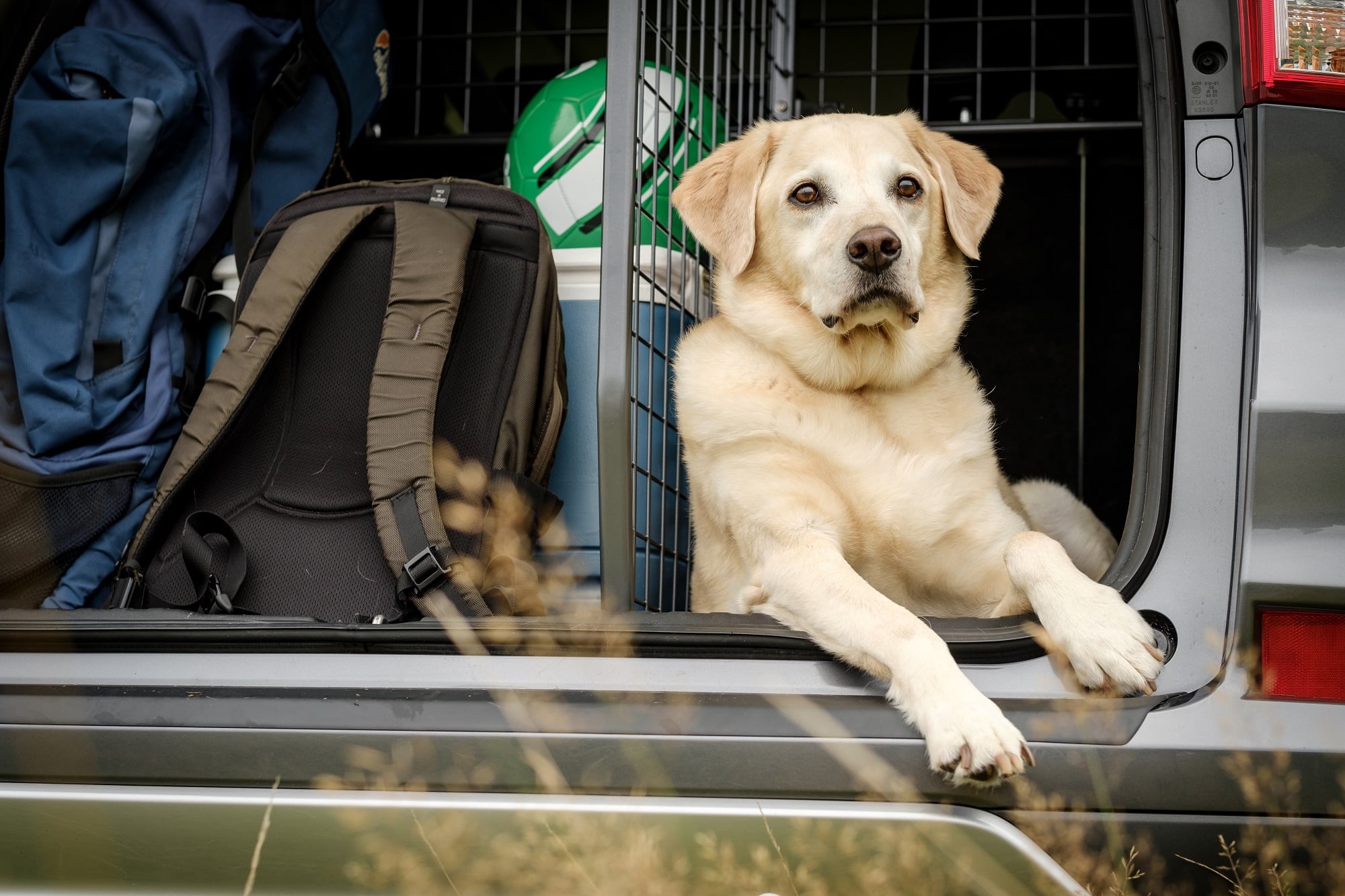 Was du beim Kauf eines Hundegitters beachten solltest