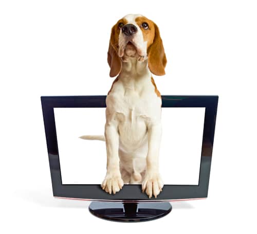 Gefahrenquelle – Hundetraining im Fernsehen