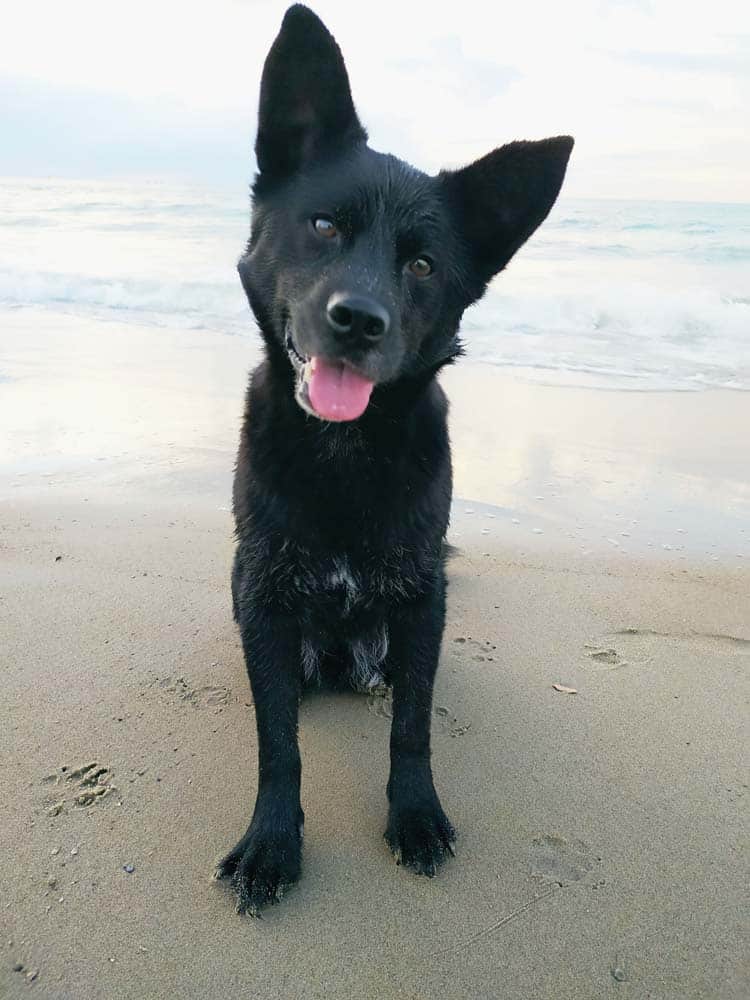 Unersetzbare Helfer – ganz persönlich: Artis, der Therapiehund für Erwachsene und Kinder