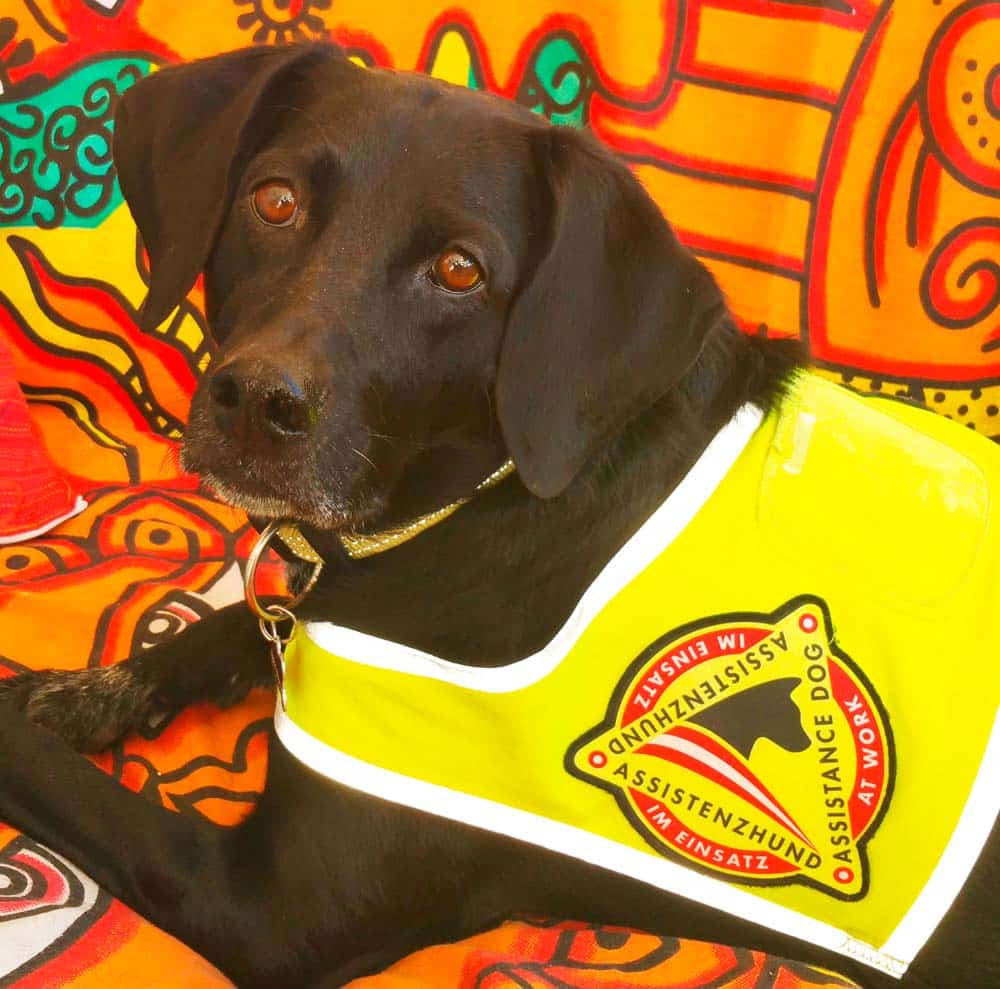 Unersetzbare Helfer – ganz persönlich: Signalhund Melli