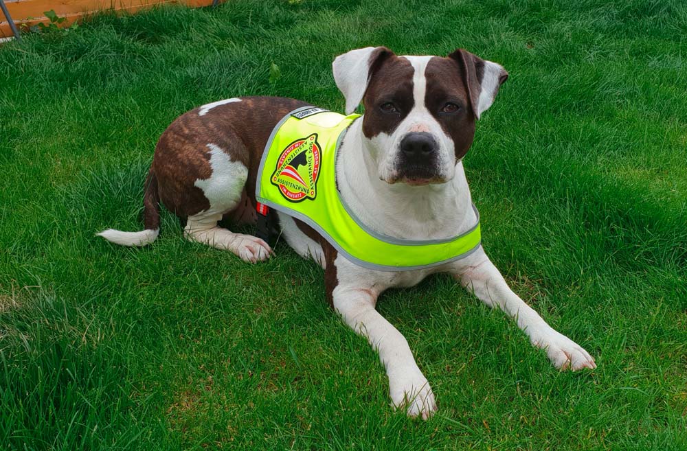 Helfende Hunde – ganz persönlich: Cookie, Assistenzhündin und Fürsprecherin ihrer Rasse