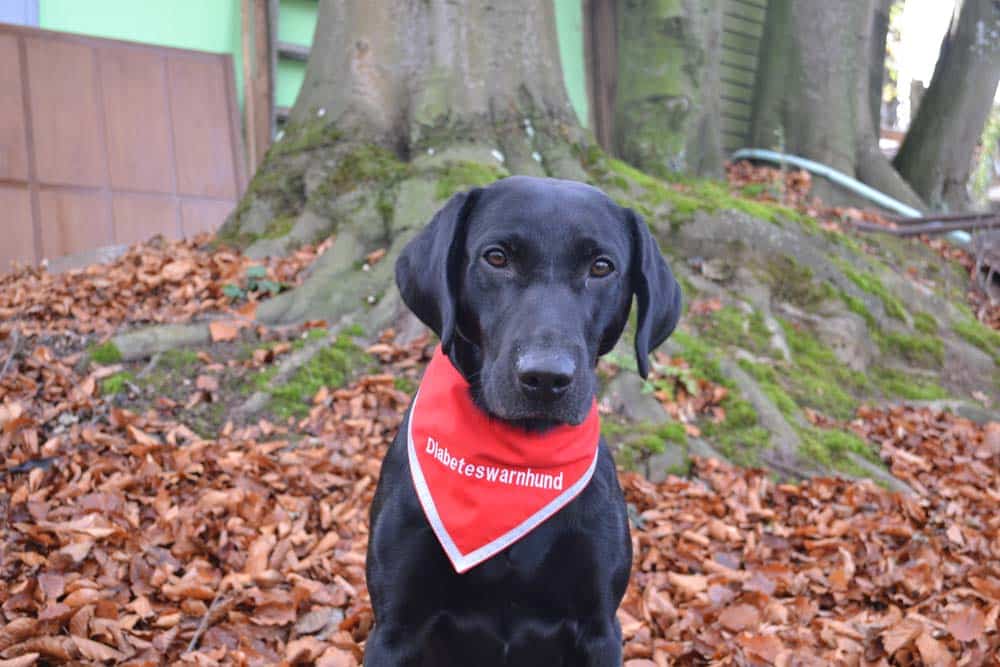 Unersetzbare Helfer – ganz persönlich: Tommy, der Signalhund für Diabetes