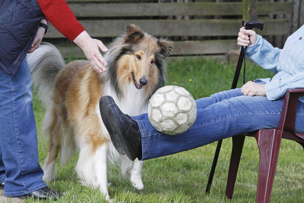Der Therapiehund