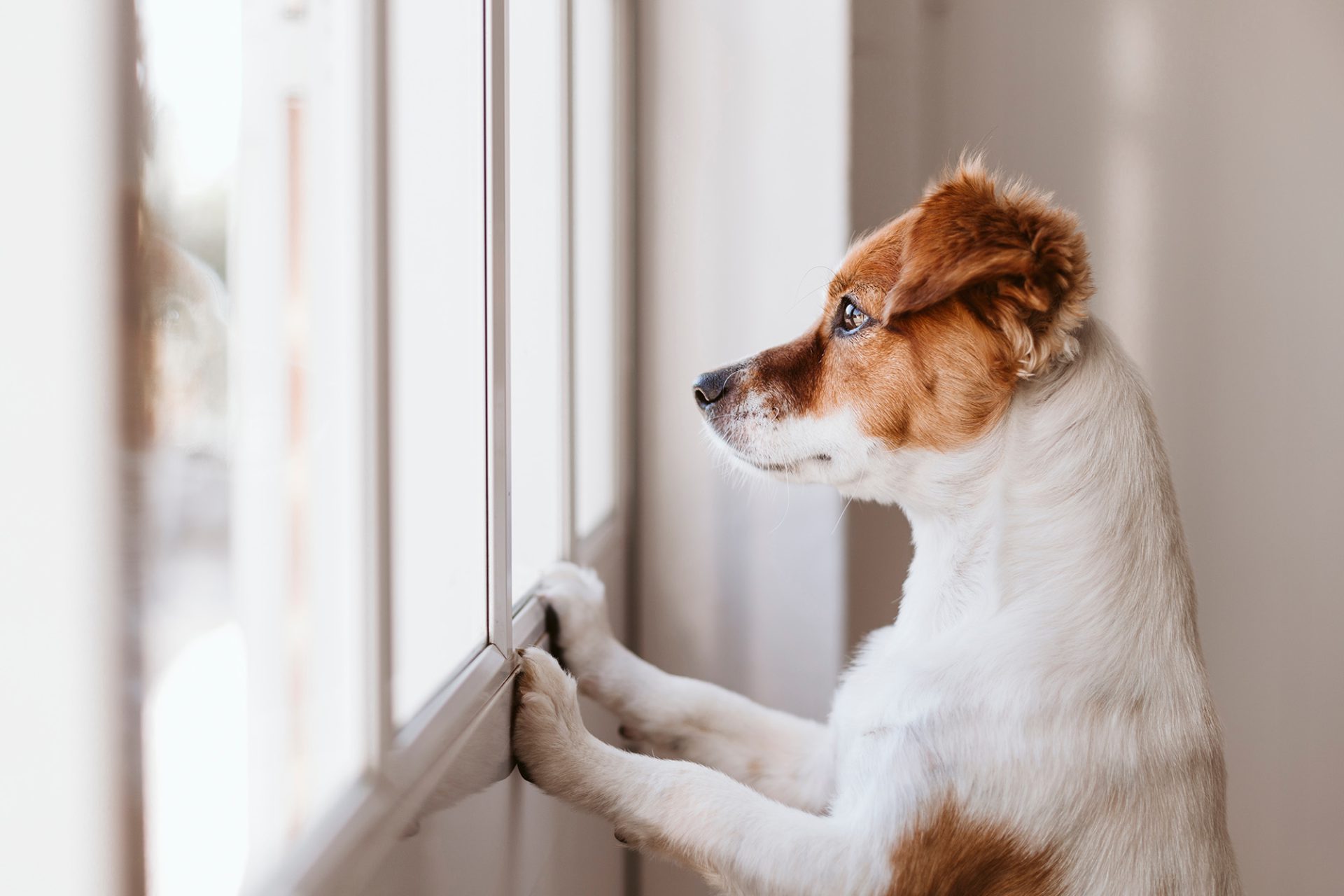 Ein Hund sieht aus einem Fenster.