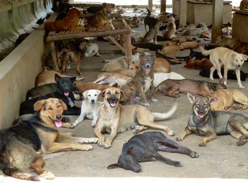 Thailand: Paradies – oder Vorhof zur Hölle? – Über den „Trade of shame“ mit Hunden