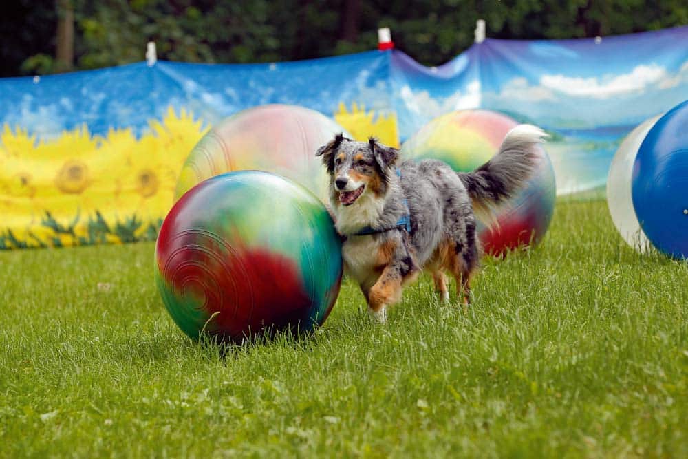 Treibball – Mehr als nur Bälle schubsen