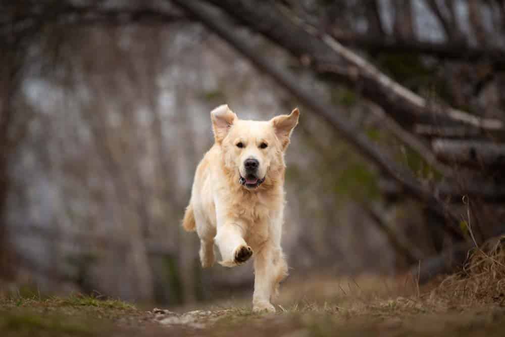 Vom Zusammenleben mit »triebigen« Hunden